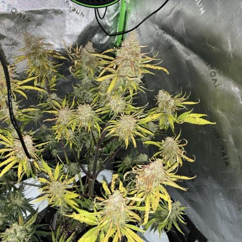 Second grow. Week 11