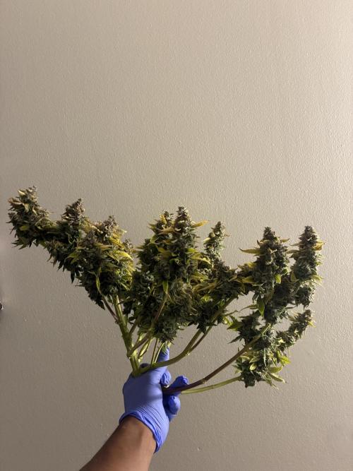 Elevated Grow. Week 11