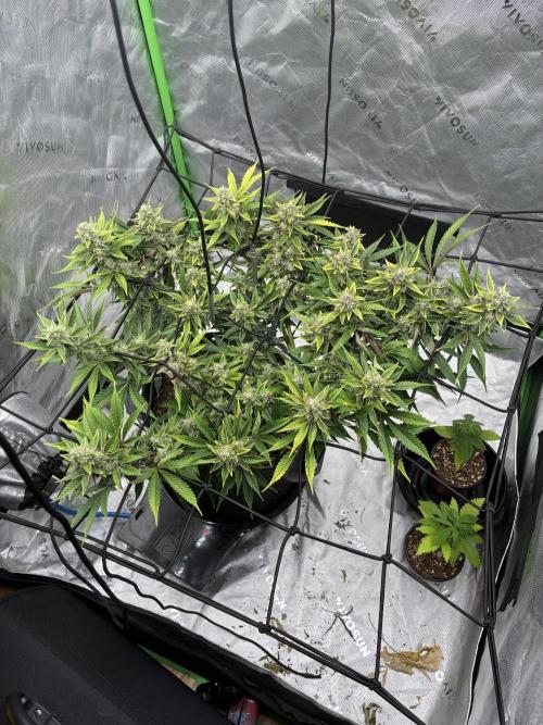 Elevated Grow. Week 11