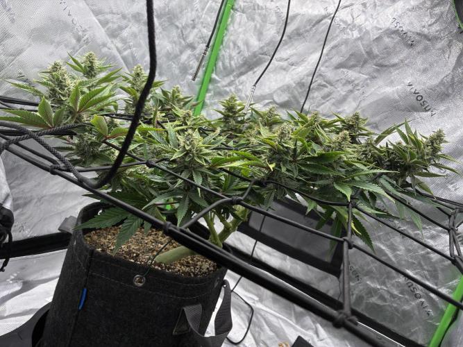 Elevated Grow. Week 11