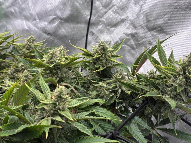 Elevated Grow. Week 11