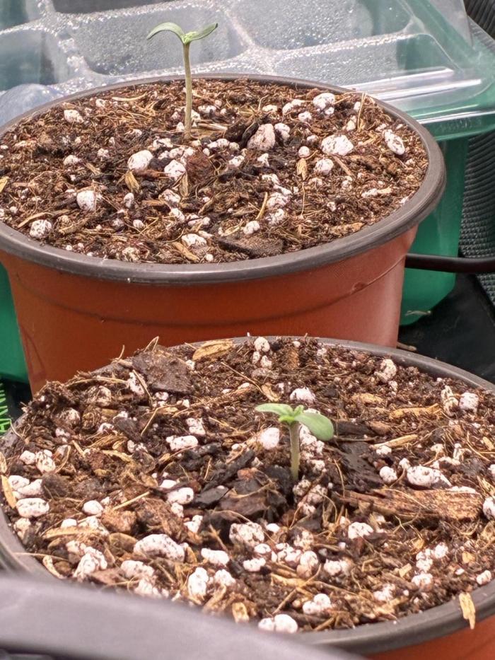 Elevated Grow. Week 0 - Both photos in this pic were neglected. Sour diesel was the other that didn’t su