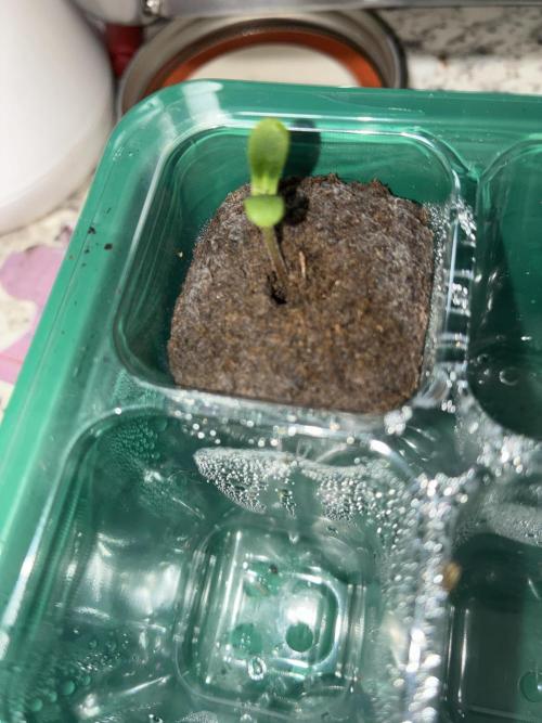 Elevated Grow. Week 0