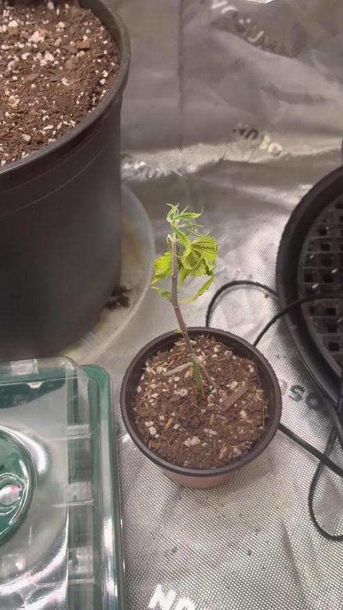 Elevated Grow