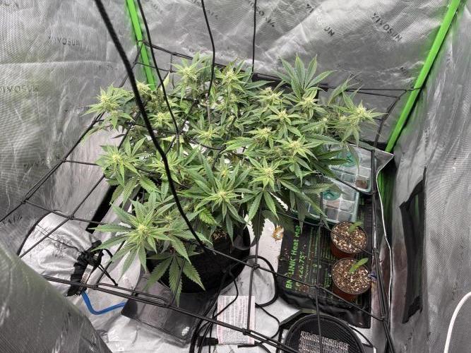 Elevated Grow. Week 0