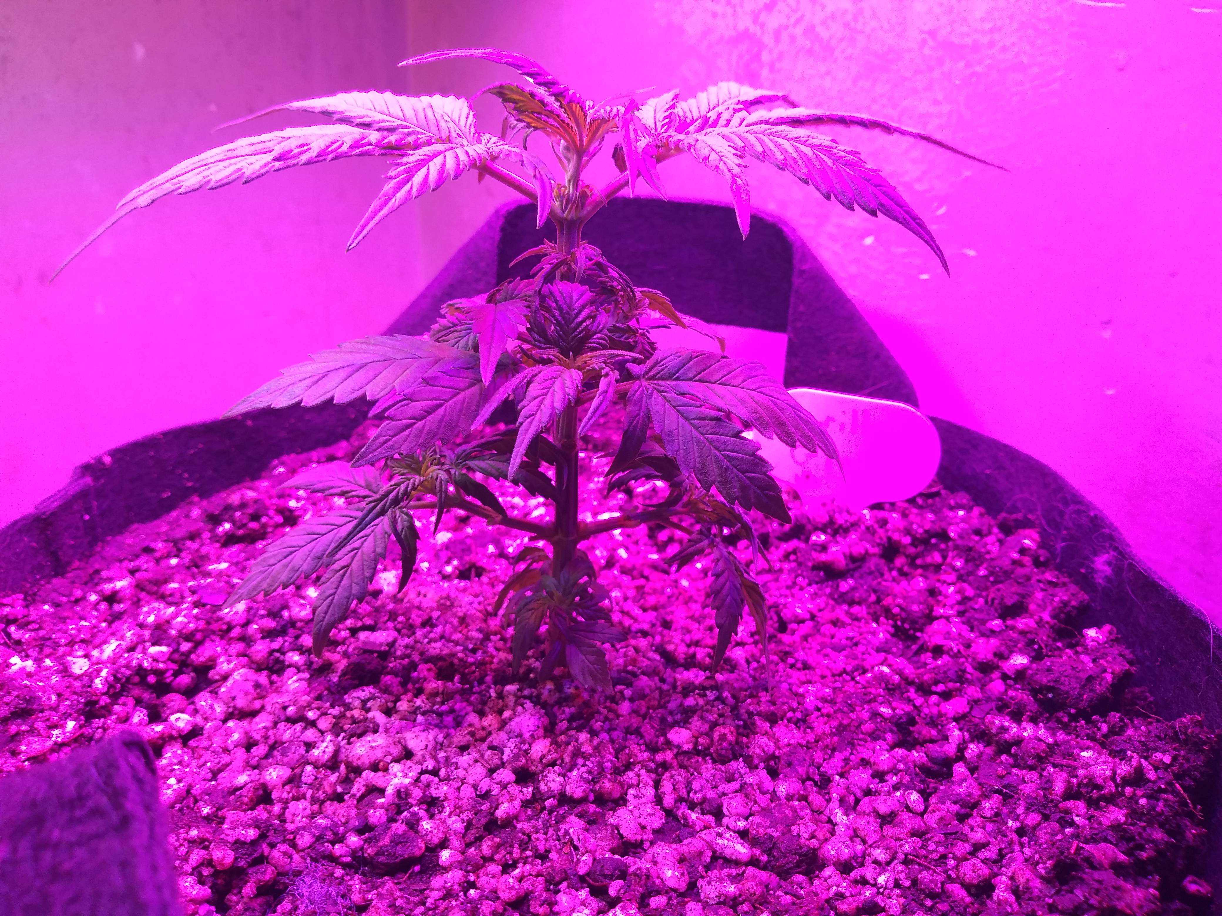 Seed Supreme grow diary (journal) week1 by GreenGuy420 GrowDiaries