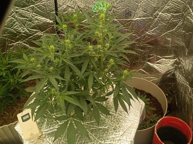 CHRISTOPHER F DEMENT. Week 6 - She started off with cheap lights but now she has sufficient light