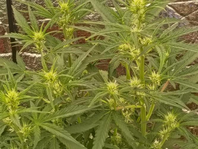 CHRISTOPHER F DEMENT. Week 6