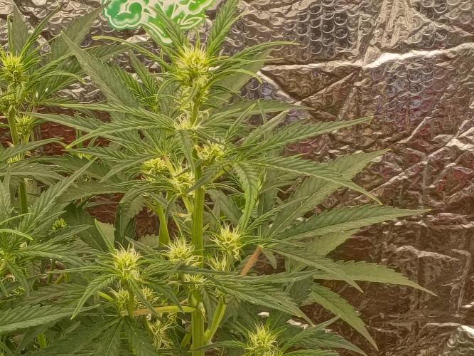 CHRISTOPHER F DEMENT. Week 6 - Could be a lot bigger but still has plenty of time