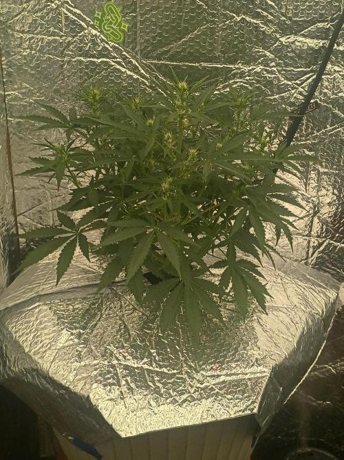 CHRISTOPHER F DEMENT. Week 6