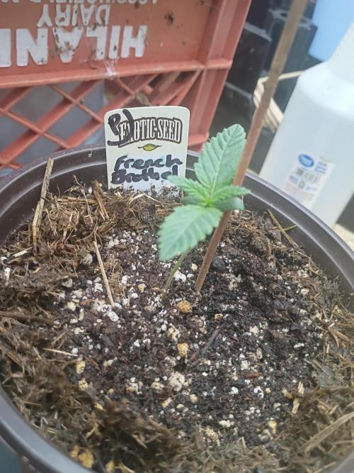 French Brothel. Week 0 - 7 days old