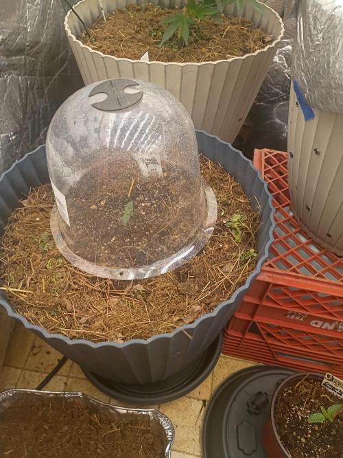 Hunch punch auto. Week 0