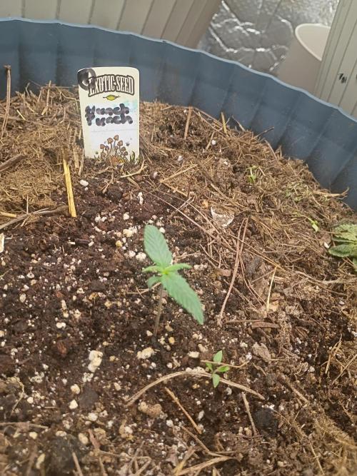 Hunch punch auto. Week 0