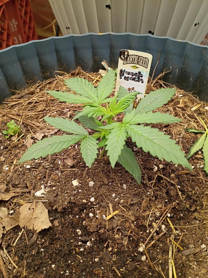 Hunch punch auto. Week 3 - Still young but growing strong water about every other day 