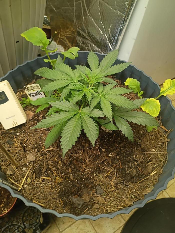 Hunch punch auto. Week 4 - Happy girl