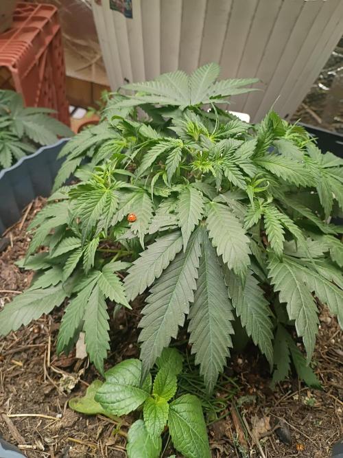 Hunch punch auto. Week 5