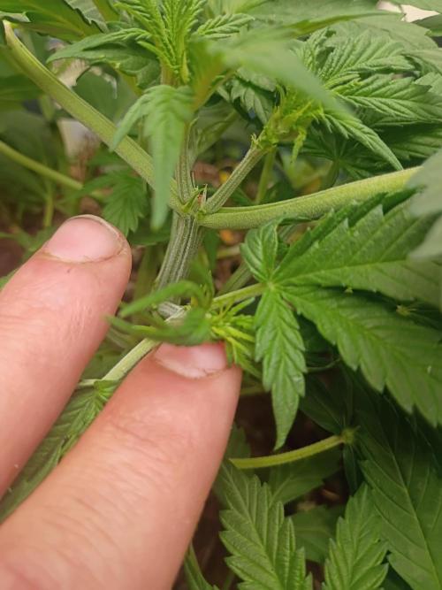 Hunch punch auto. Week 5 - This autoflower seems to have automatically topped itself That's cool