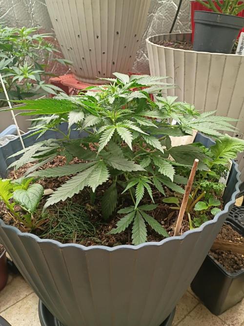 Hunch punch auto. Week 5