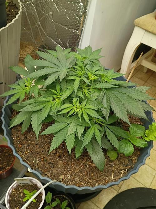 Hunch punch auto. Week 5