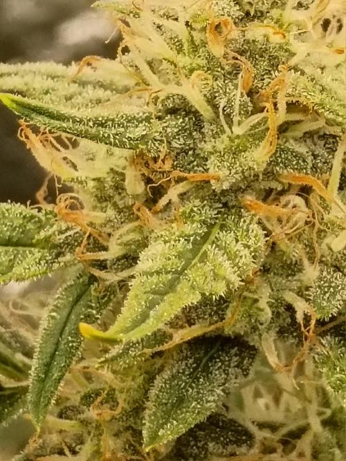 CHRISTOPHER F DEMENT. Week 7 - Colas are really starting to swell up nice loving the orange hairs and the smell