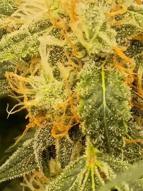 CHRISTOPHER F DEMENT. Week 7