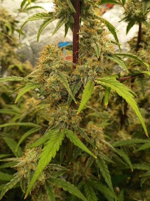 CHRISTOPHER F DEMENT. Week 8 - Those lower buds r nice an fat also