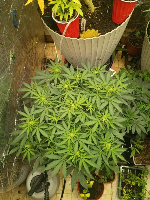 Hunch punch auto. Week 6