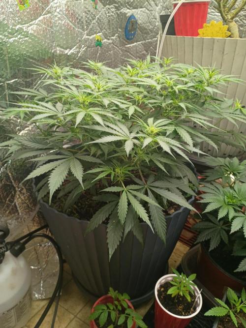 Hunch punch auto. Week 6