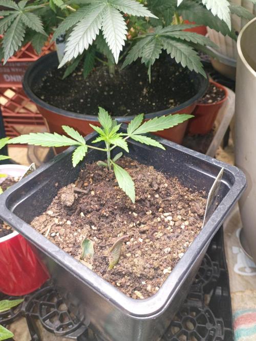 Gorilla glue. Week 3