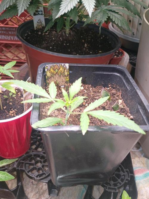 Gorilla glue. Week 3