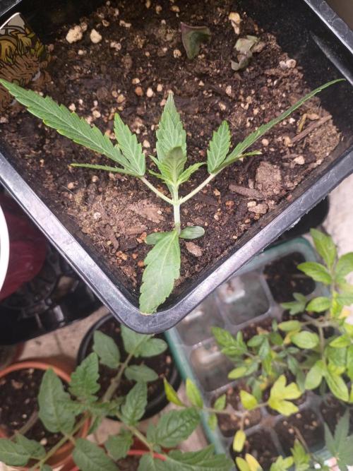 Gorilla glue. Week 3 - Bent her over yesterday she was back up right in just a few hours 