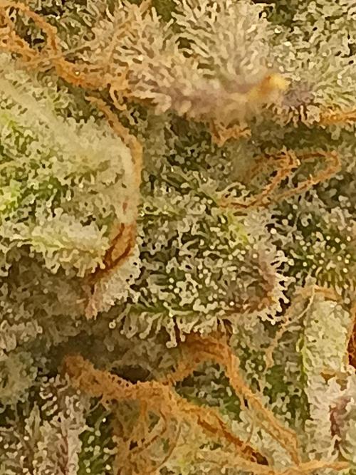 CHRISTOPHER F DEMENT. Week 9 - Not quite ready 