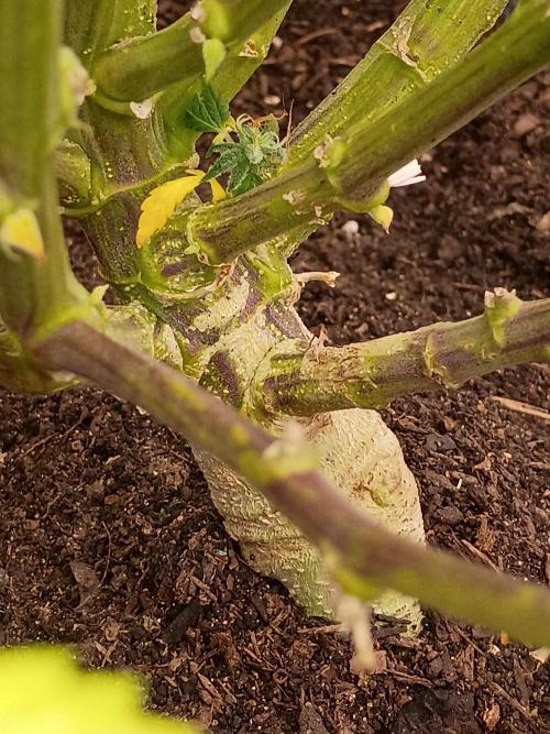 CHRISTOPHER F DEMENT. Week 9 - Look at that stalk the purple is all over this plant except the buds