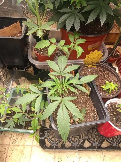Gorilla glue. Week 4