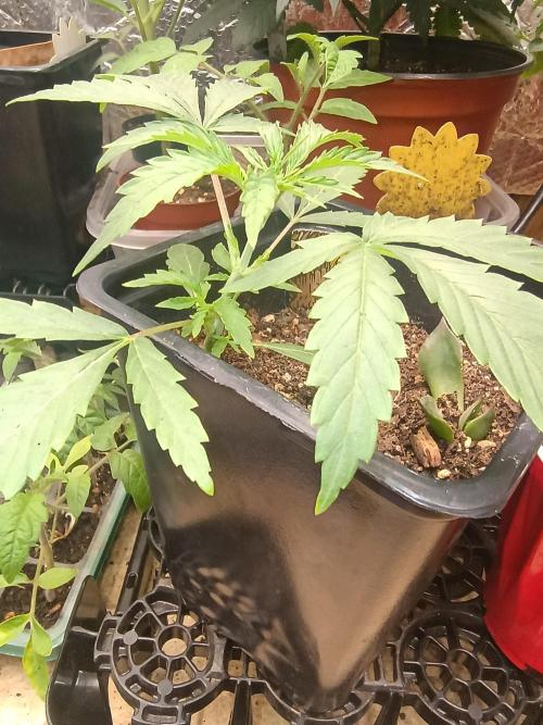 Gorilla glue. Week 4