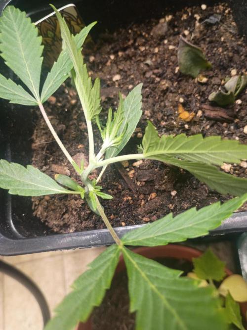 Gorilla glue. Week 4 - Does well with lst bend her over in am shes back up an happy by noon