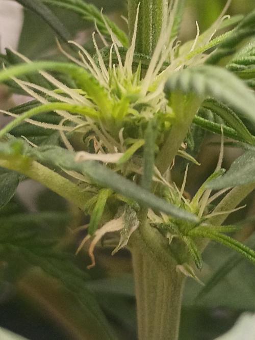 Hunch punch auto. Week 7