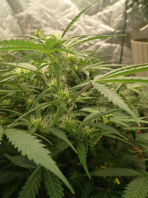 Hunch punch auto. Week 7