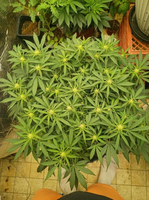 Hunch punch auto. Week 7