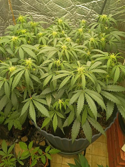 Hunch punch auto. Week 7
