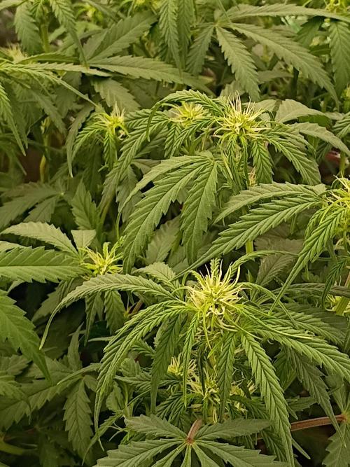 Hunch punch auto. Week 7 - Tried moving her closer to the light but she was not ready for that and ishowed 