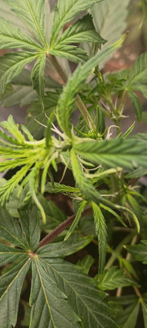 Gorilla glue. Week 5 - Dont think this is flower yet i think this is just a female 