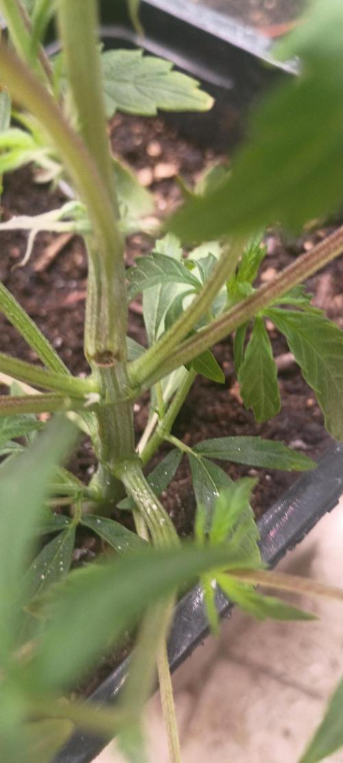 Gorilla glue. Week 5 - Almost messed up an topped her shes delicate at her young age