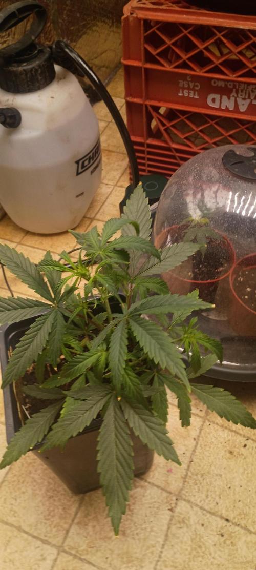 Gorilla glue. Week 5 - Kinda not pretty lol shes gonna be shes got ugly duckling syndrome 