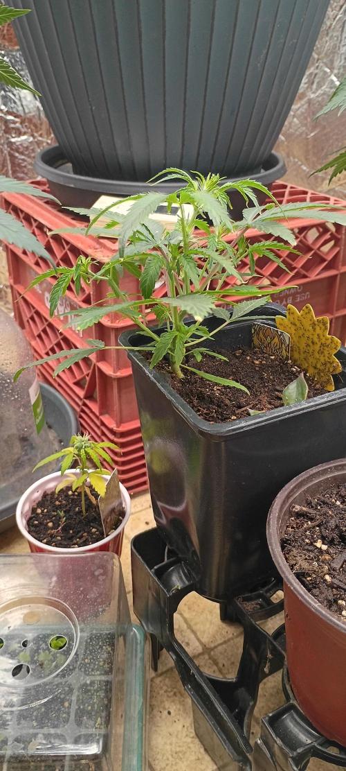 Gorilla glue. Week 5