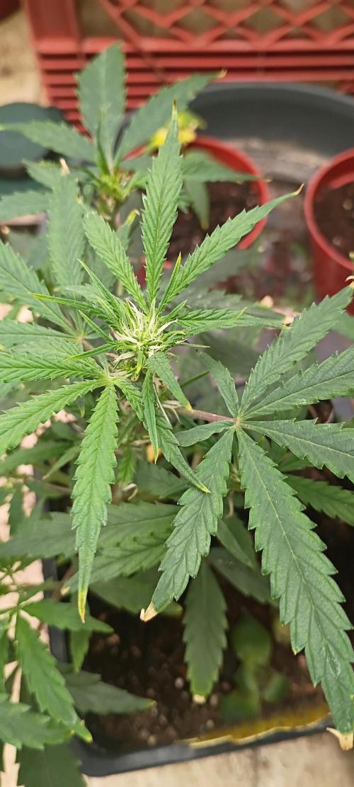 Gorilla glue. Week 6