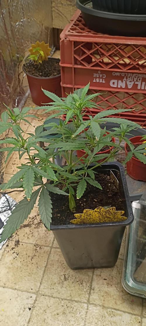 Gorilla glue. Week 6