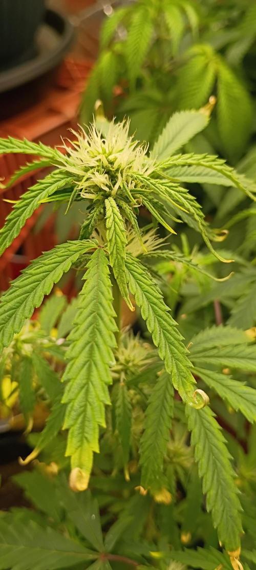 Gorilla glue. Week 7