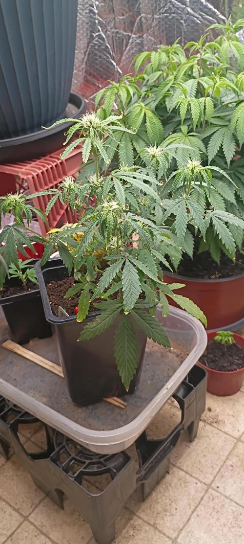 Gorilla glue. Week 7