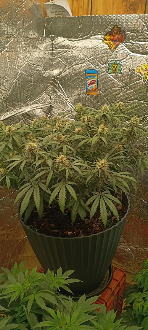Hunch punch auto. Week 1